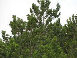 Image of Madagascar olive