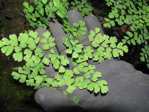 Image of delta maidenhair