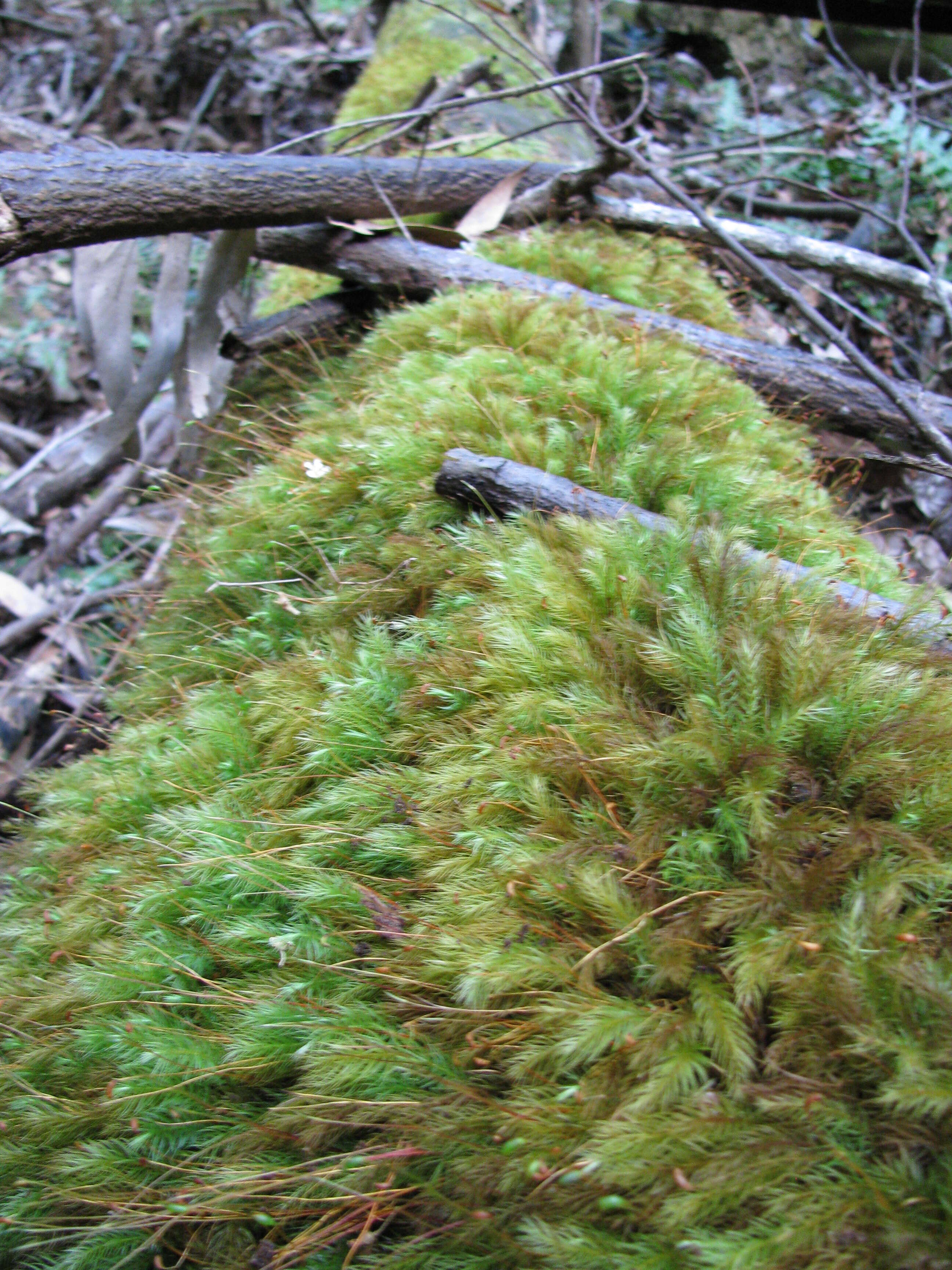 Image of delta maidenhair