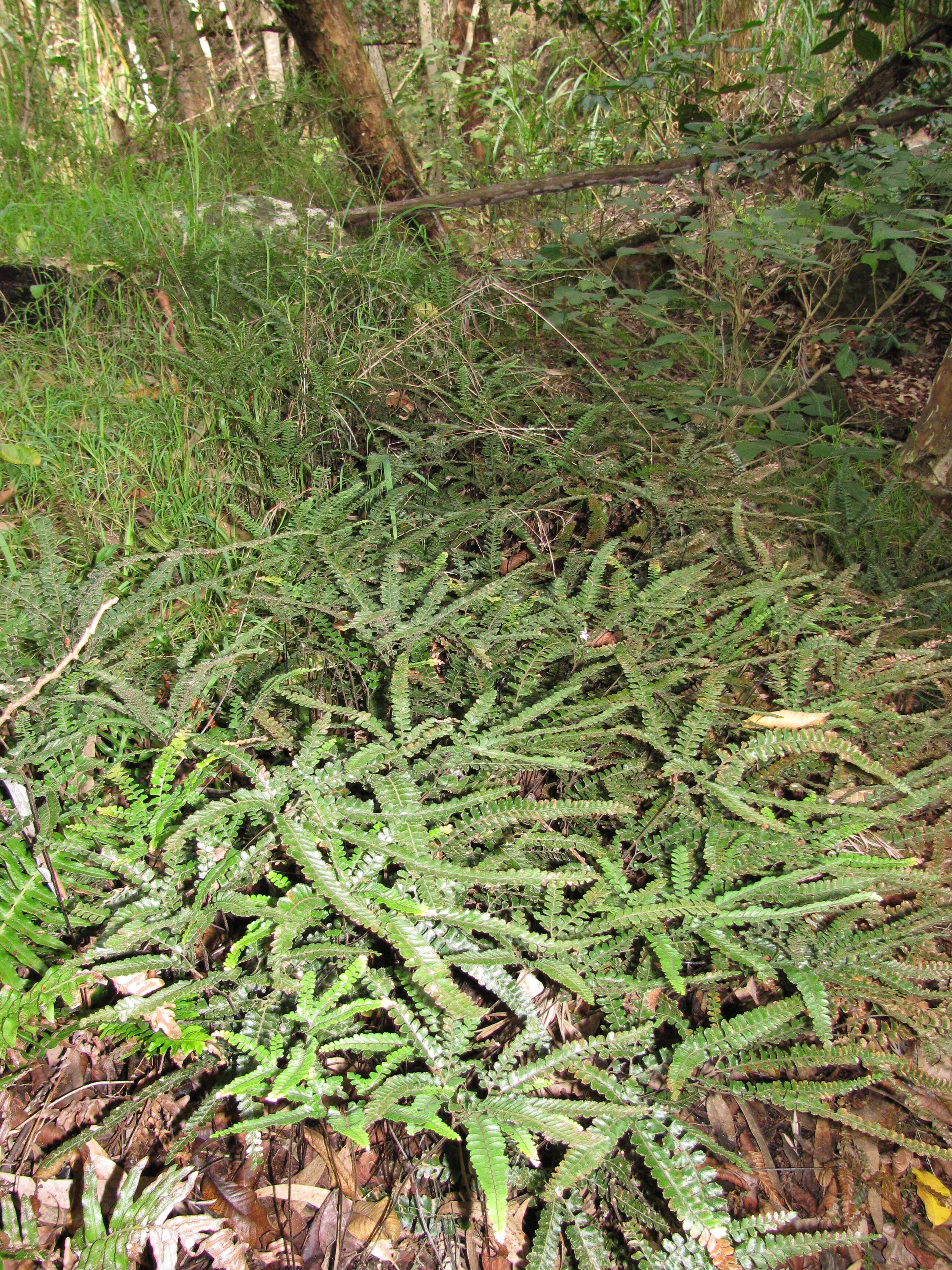 Image of rough maidenhair