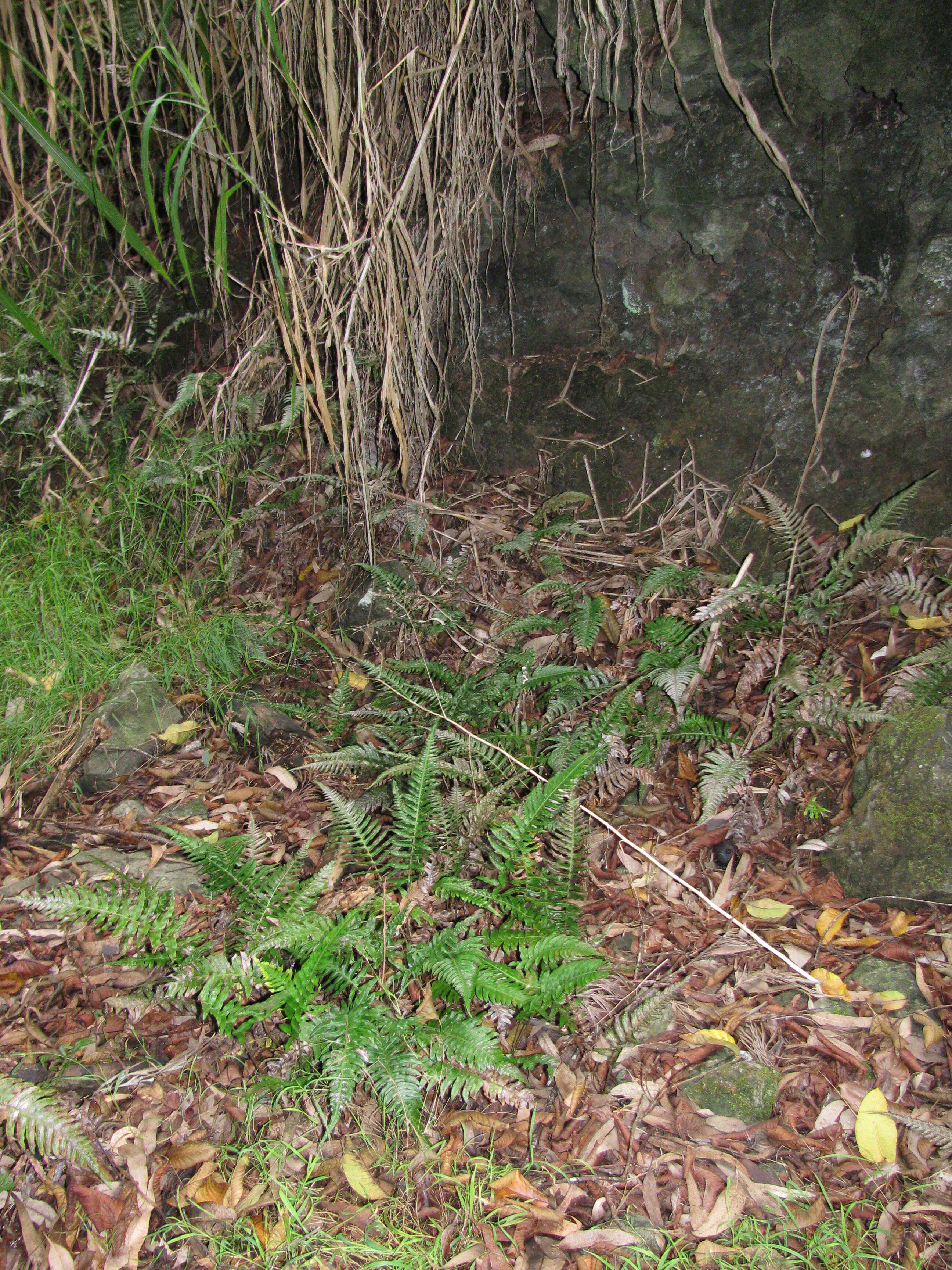 Image of rough maidenhair