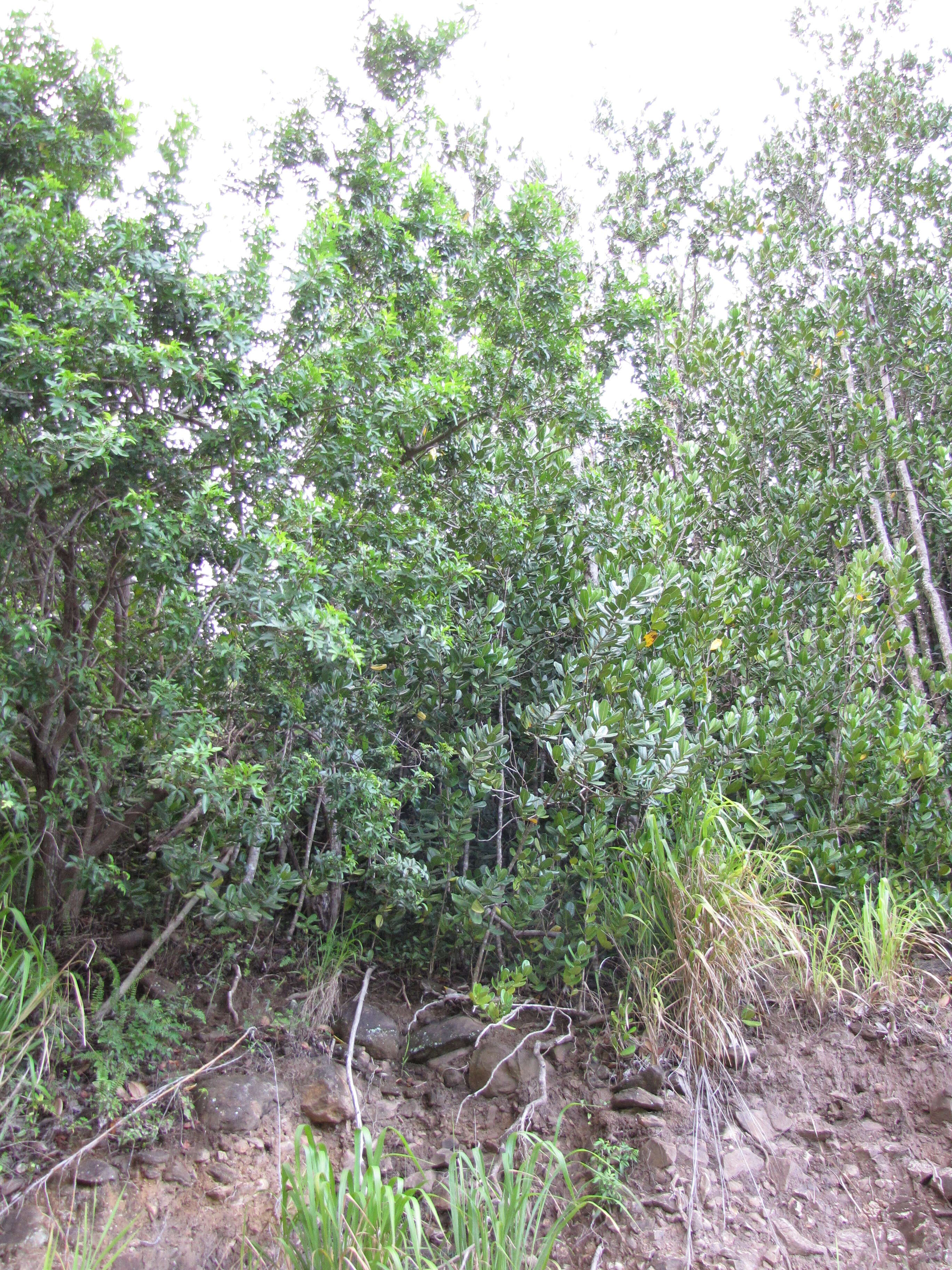 Image of Madagascar olive