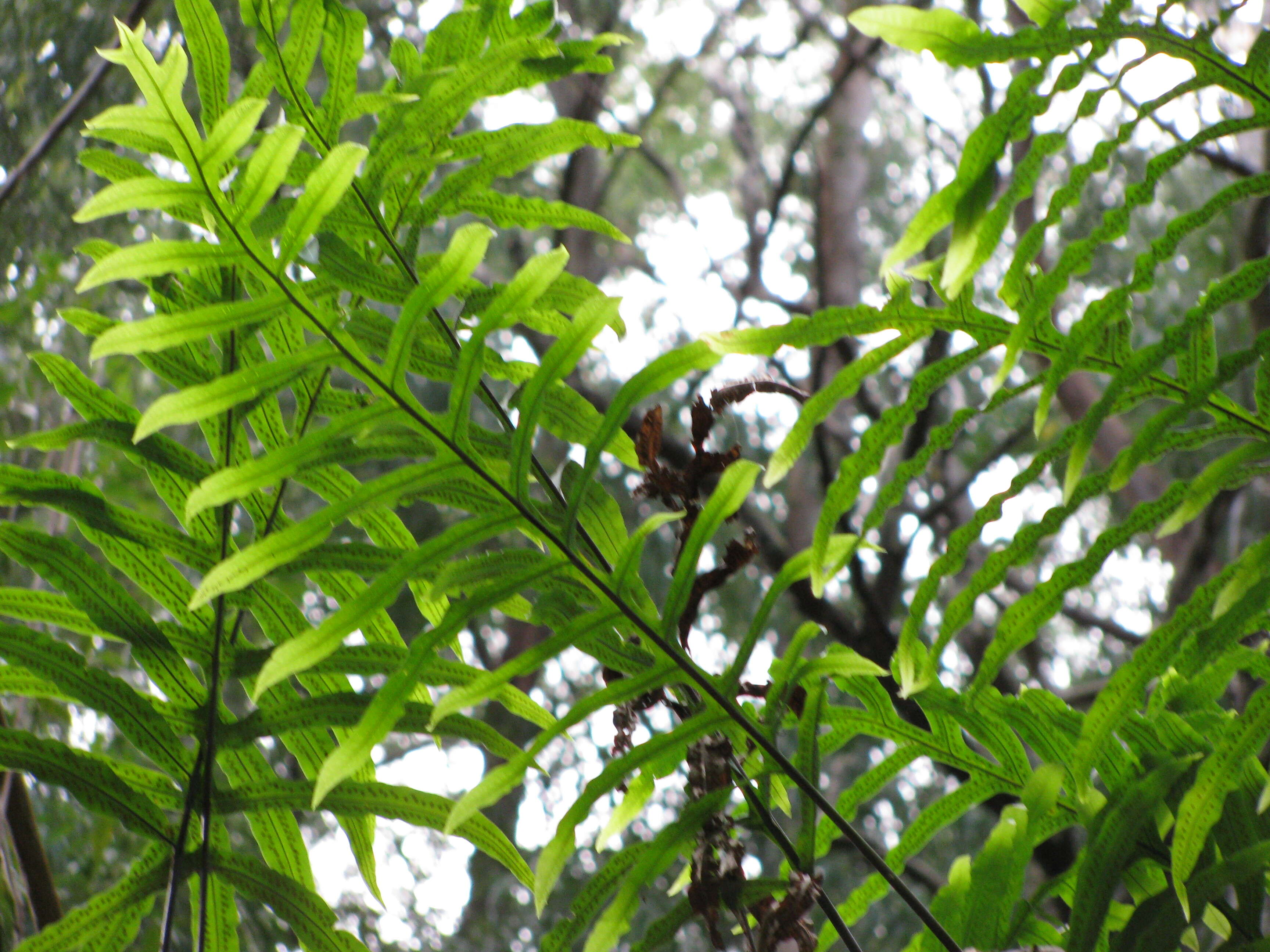 Image of golden polypody