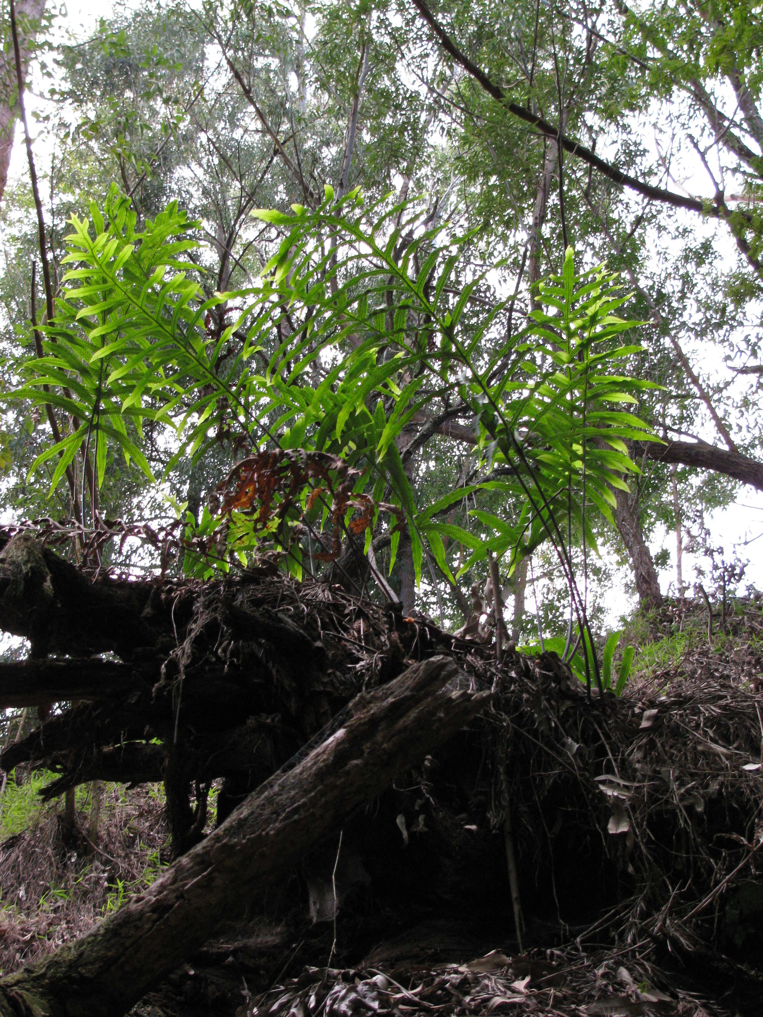 Image of golden polypody