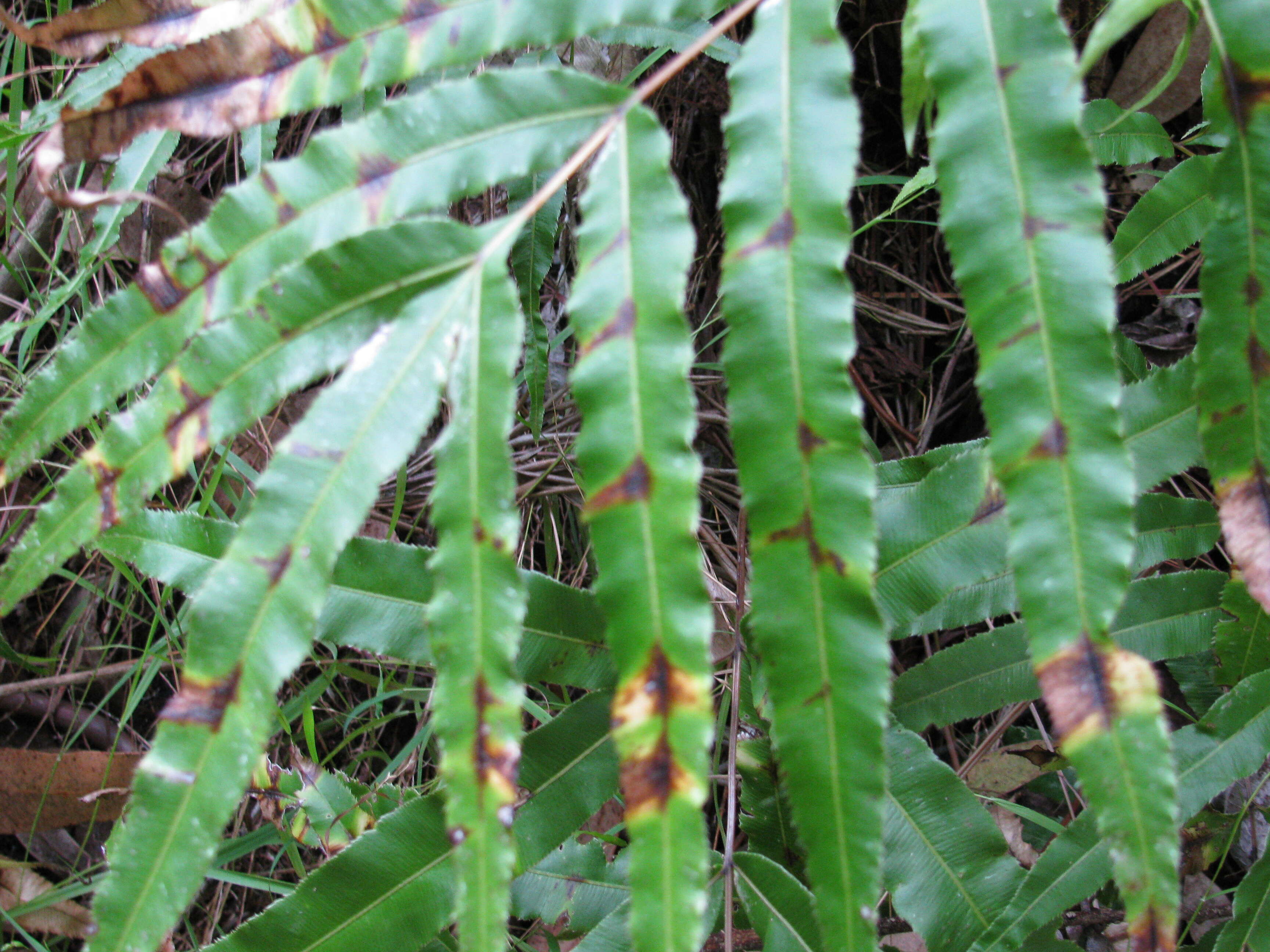 Imagem de Pteris cretica L.