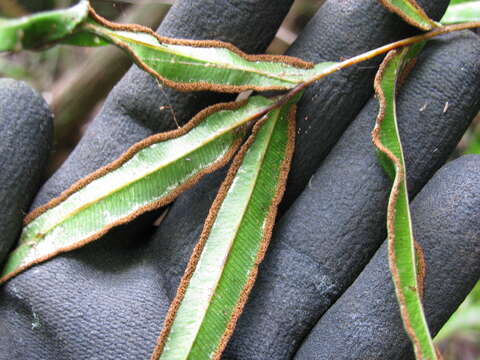 Imagem de Pteris cretica L.