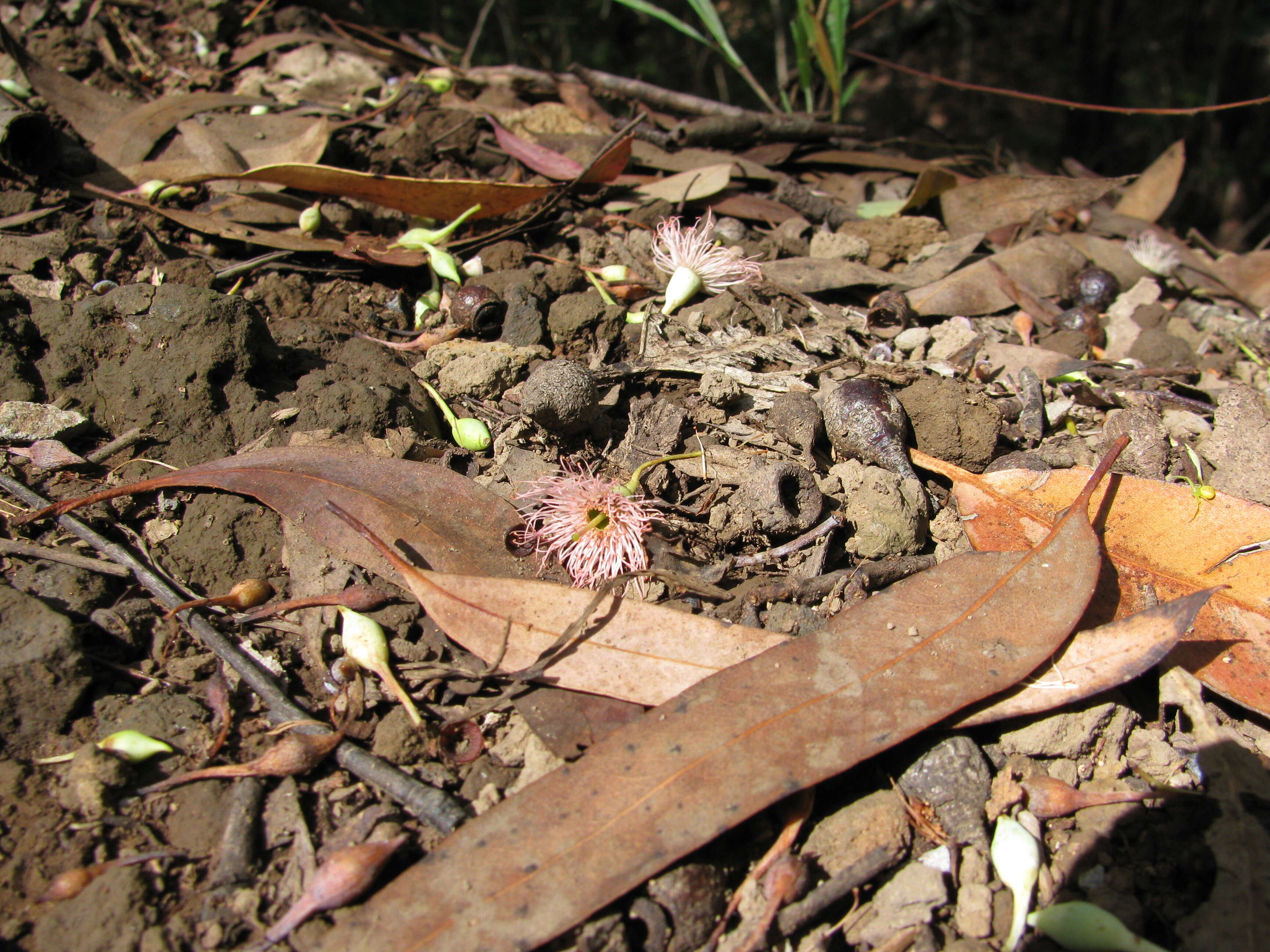 Eucalyptus sideroxylon A. Cunn. ex Woolls resmi