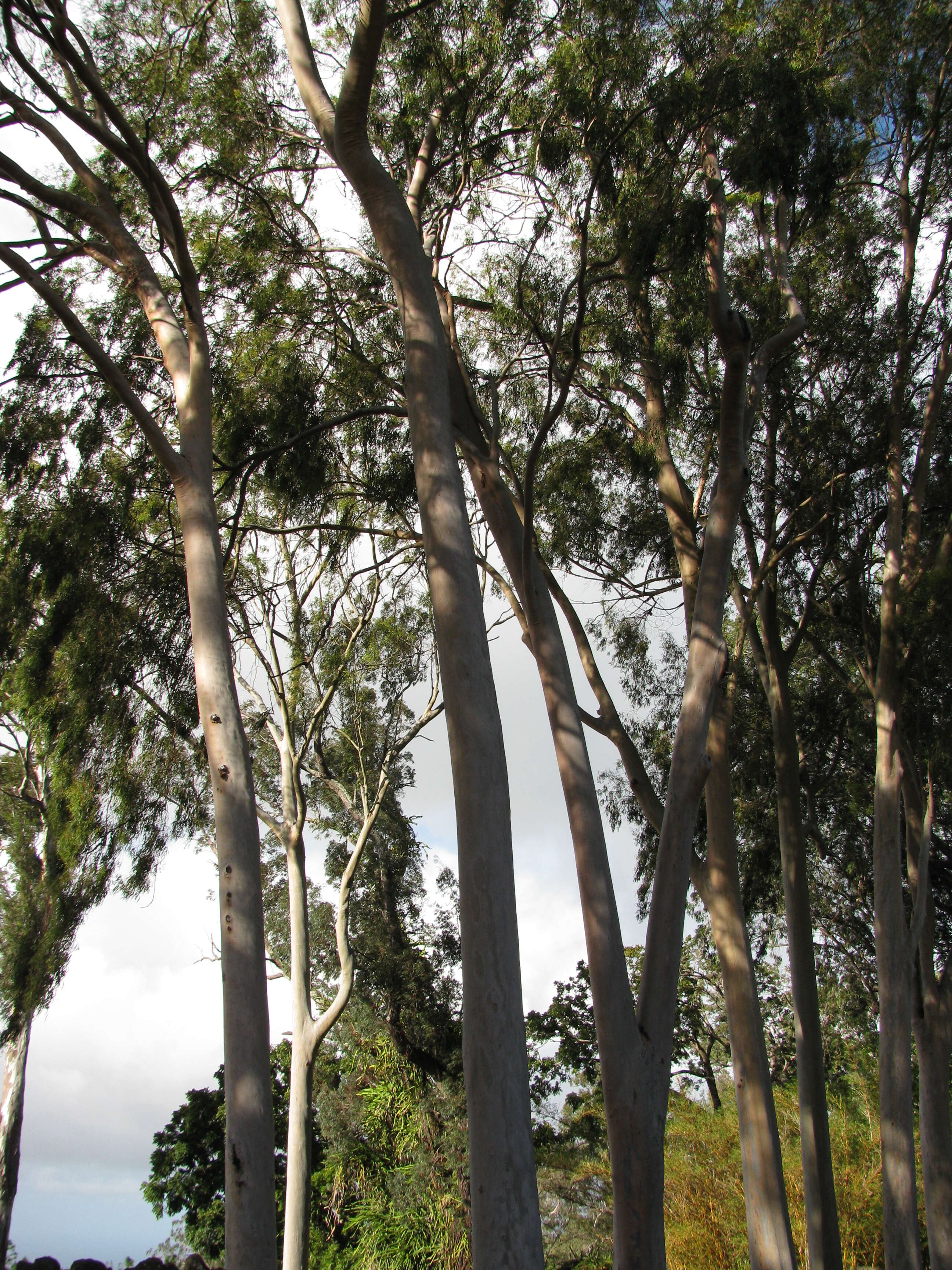 Image of lemonscented gum