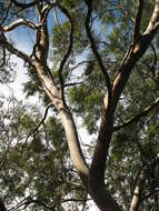 Image of lemonscented gum