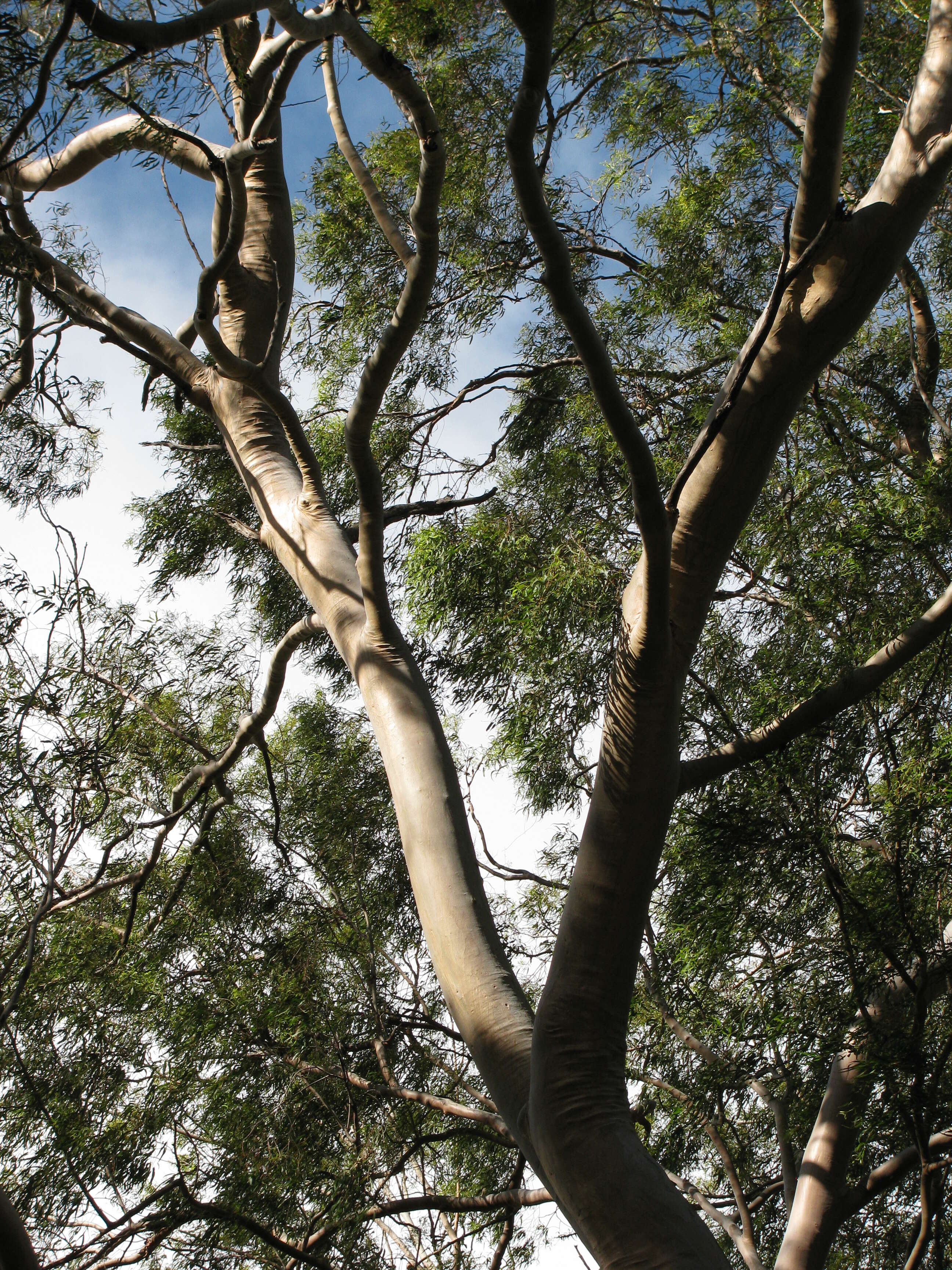 Image of lemonscented gum