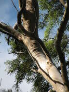 Image of lemonscented gum