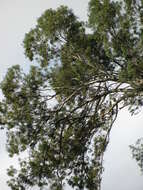 Image of lemonscented gum