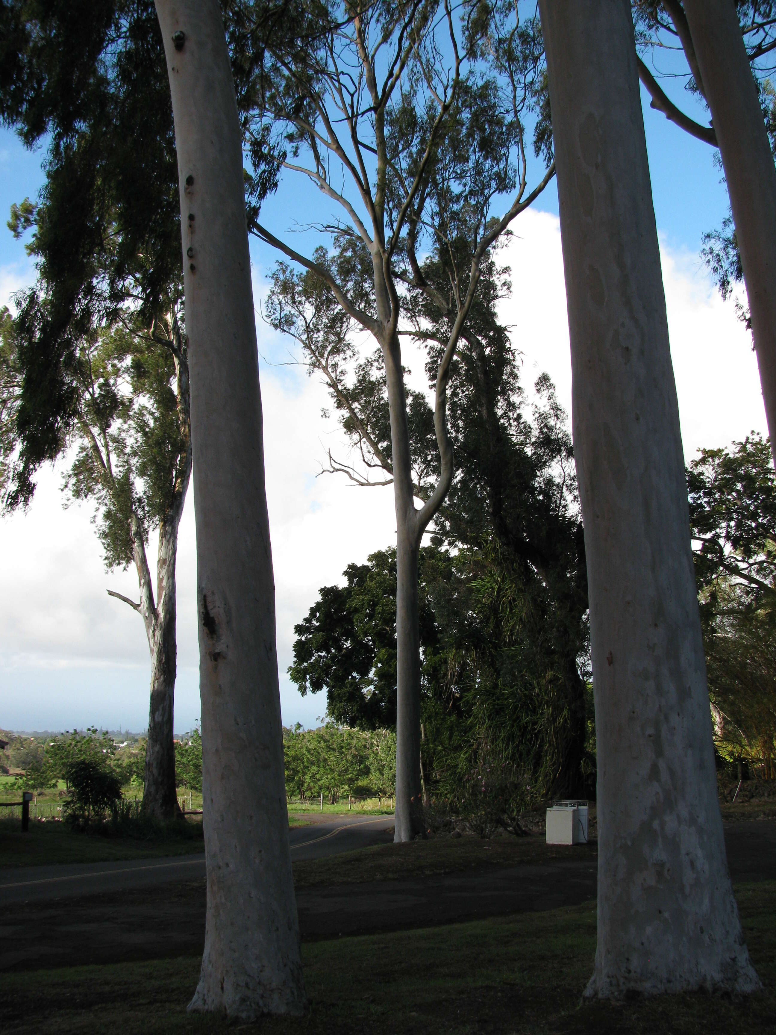 Image of lemonscented gum