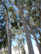 Image of lemonscented gum