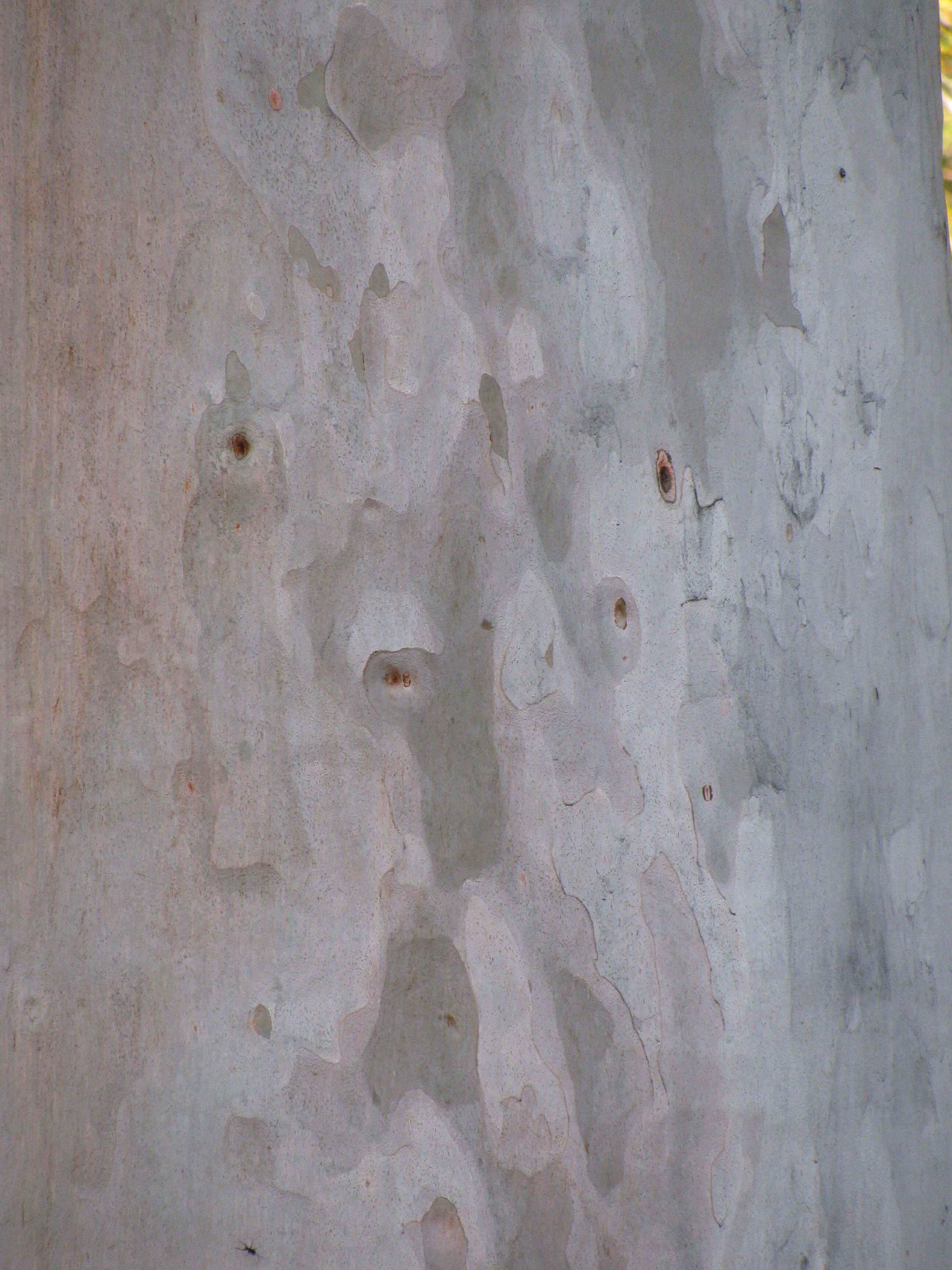 Image of lemonscented gum