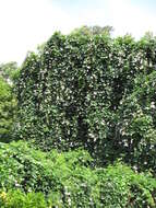 Image of Bengal clock vine