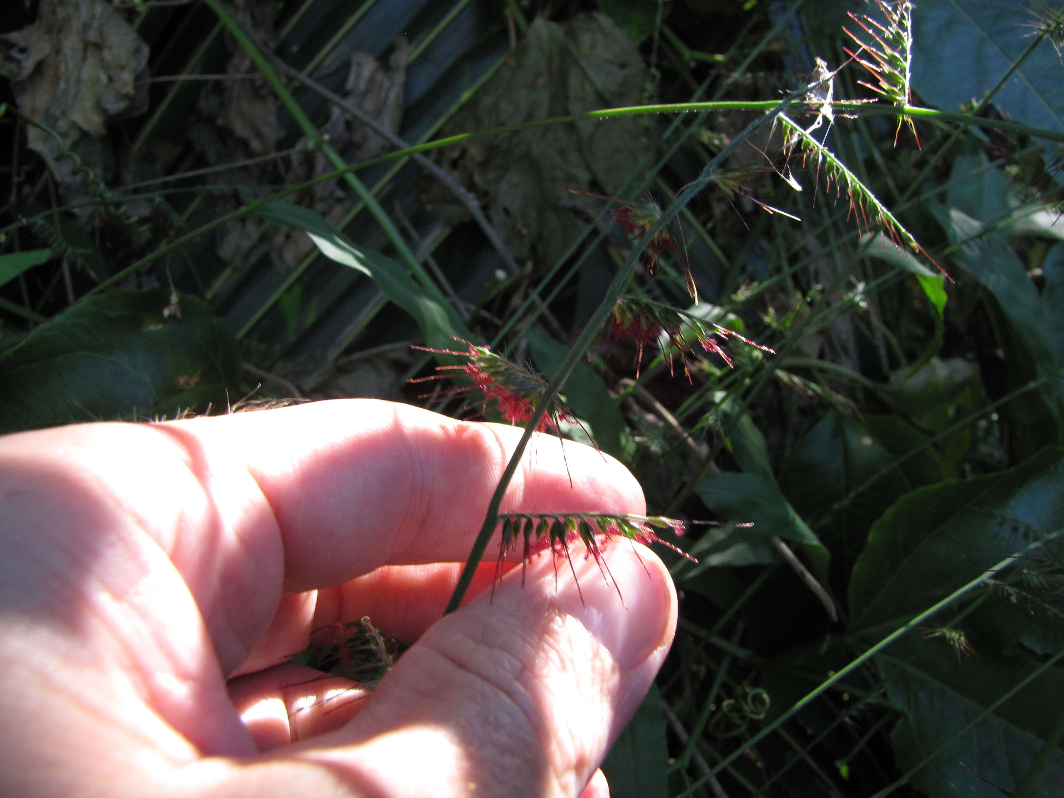 Image of Long-Leaf Basket Grass