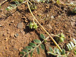 Image of puncturevine