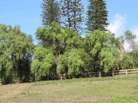 Image of Peruvian peppertree