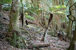 Image of Australian Tree Fern