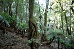 Image of Australian Tree Fern