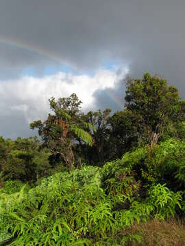 Image of Old World forkedfern