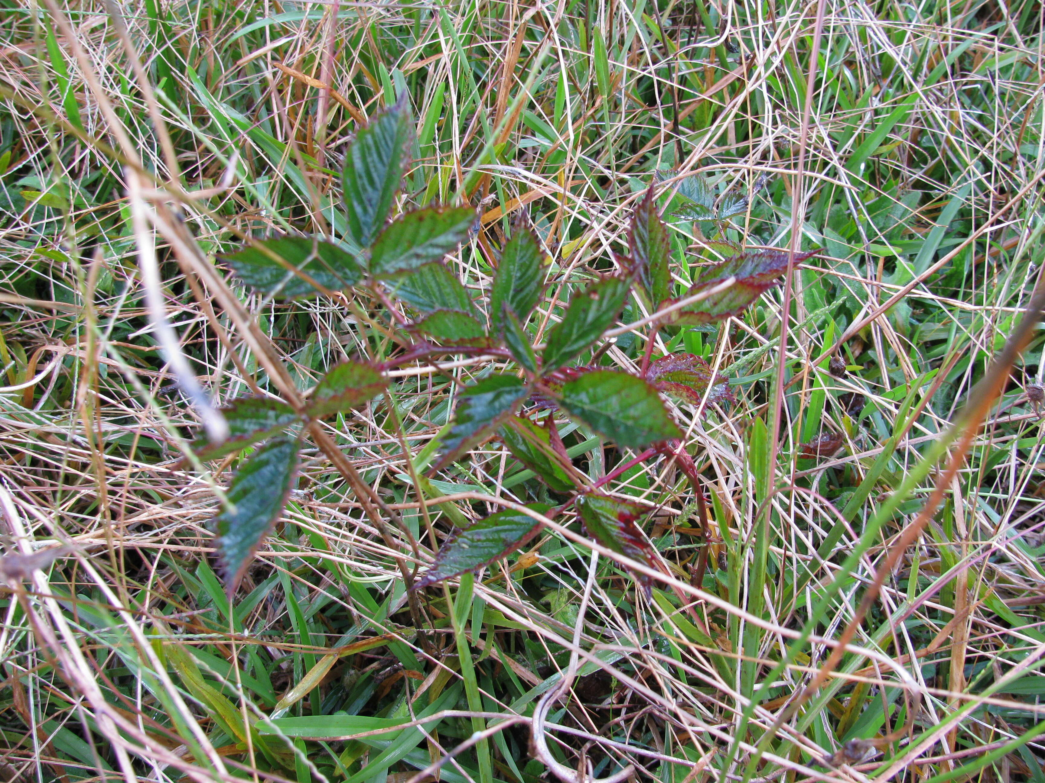 Sivun Rubus argutus Link kuva