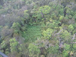 Image of sticky snakeroot