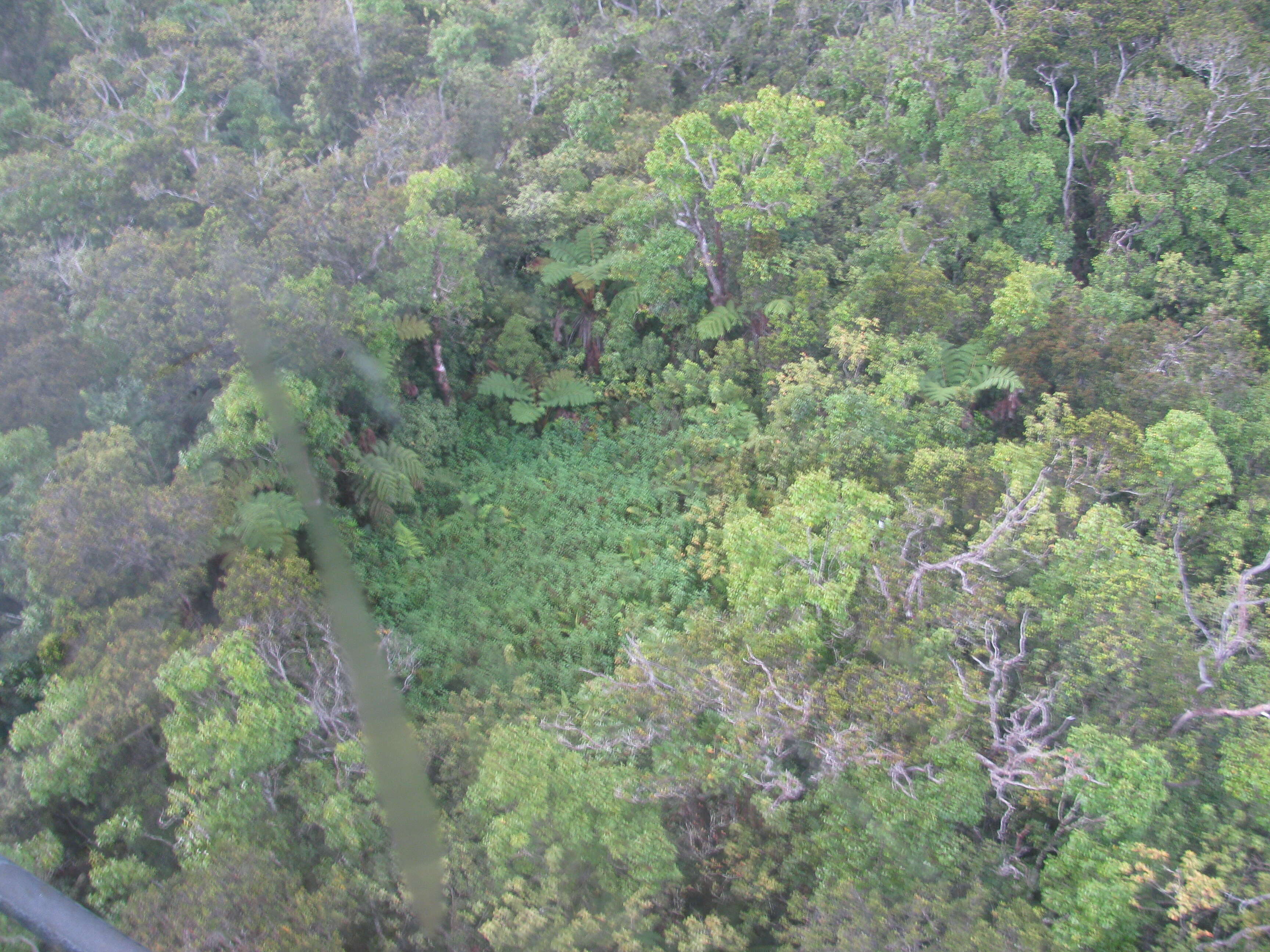 Image of sticky snakeroot