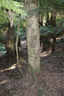 Image of Australian Tree Fern