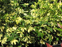 Image of Dwarf Umbrella Tree