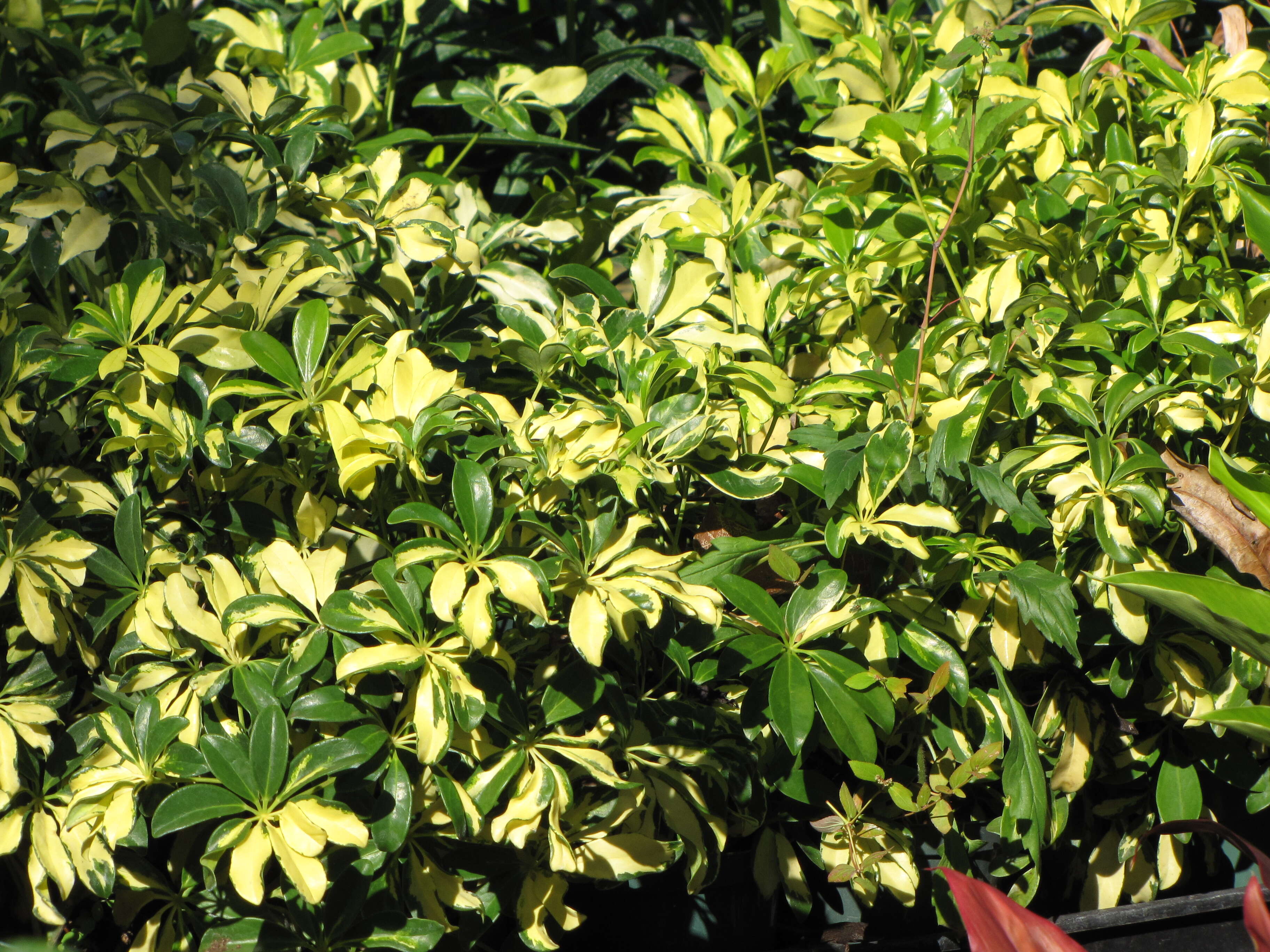 Image of Dwarf Umbrella Tree