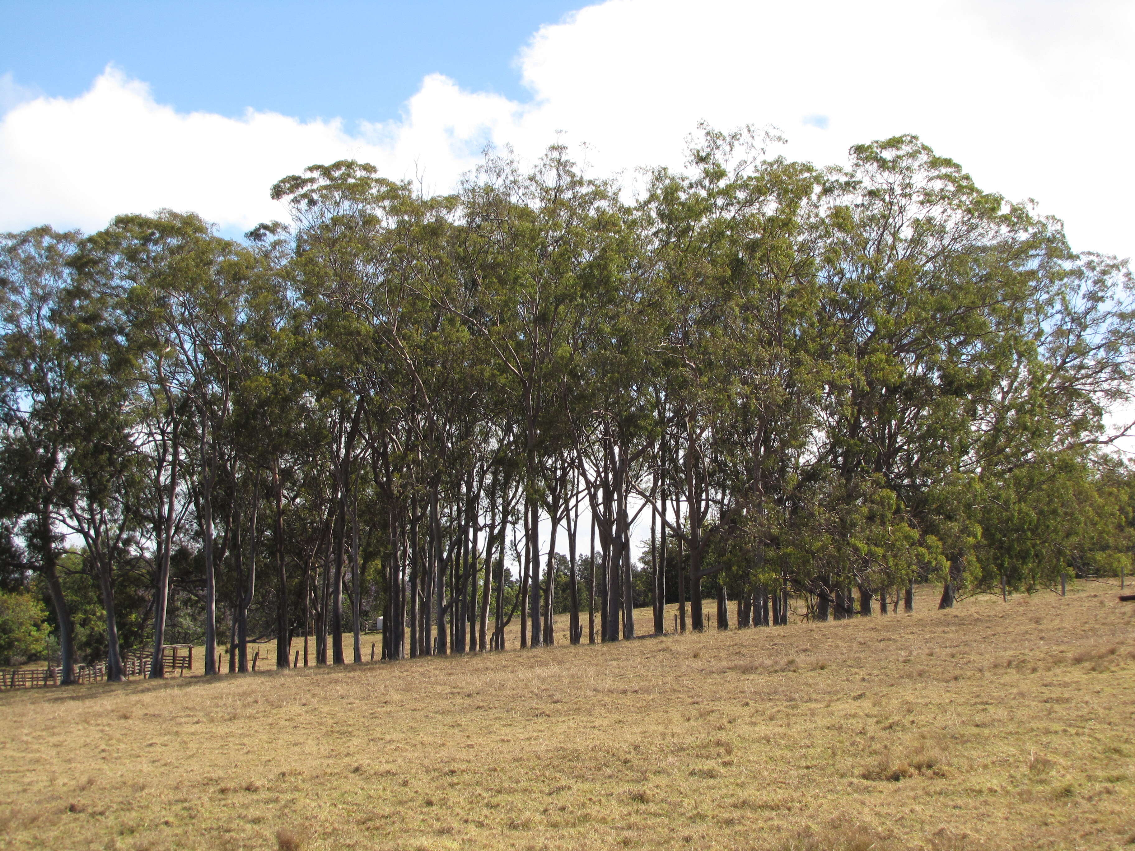 Image of lemonscented gum