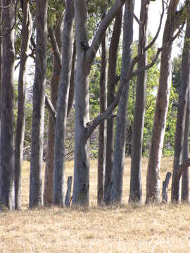 Image of lemonscented gum