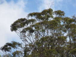 Image of lemonscented gum