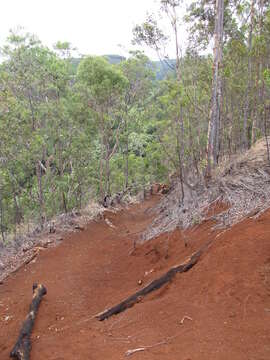 Image of lemonscented gum