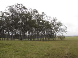 Image of lemonscented gum