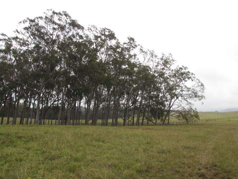 Image of lemonscented gum