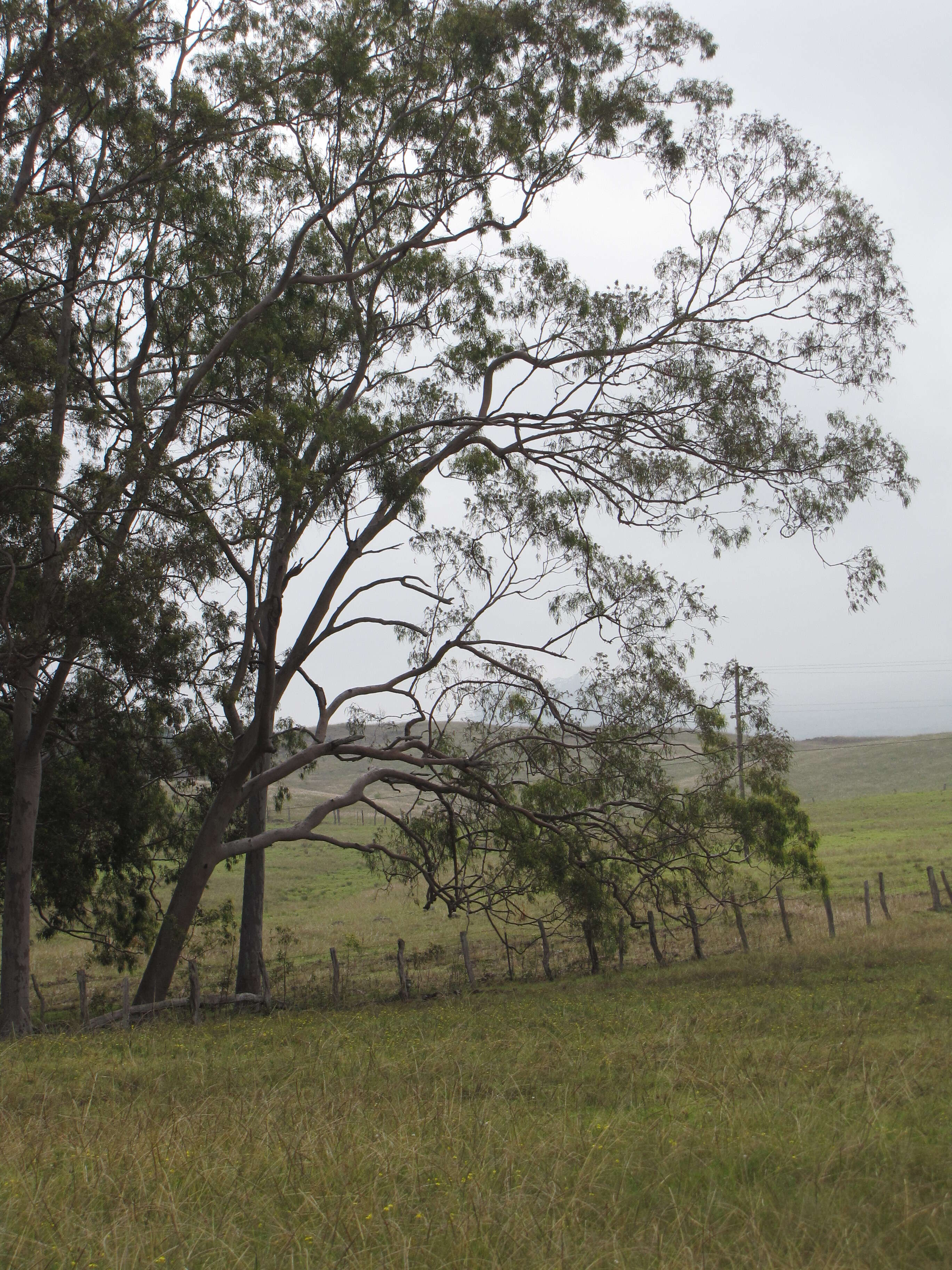 Image of lemonscented gum