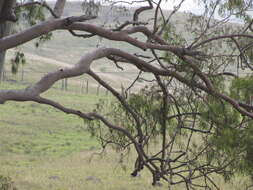 Image of lemonscented gum