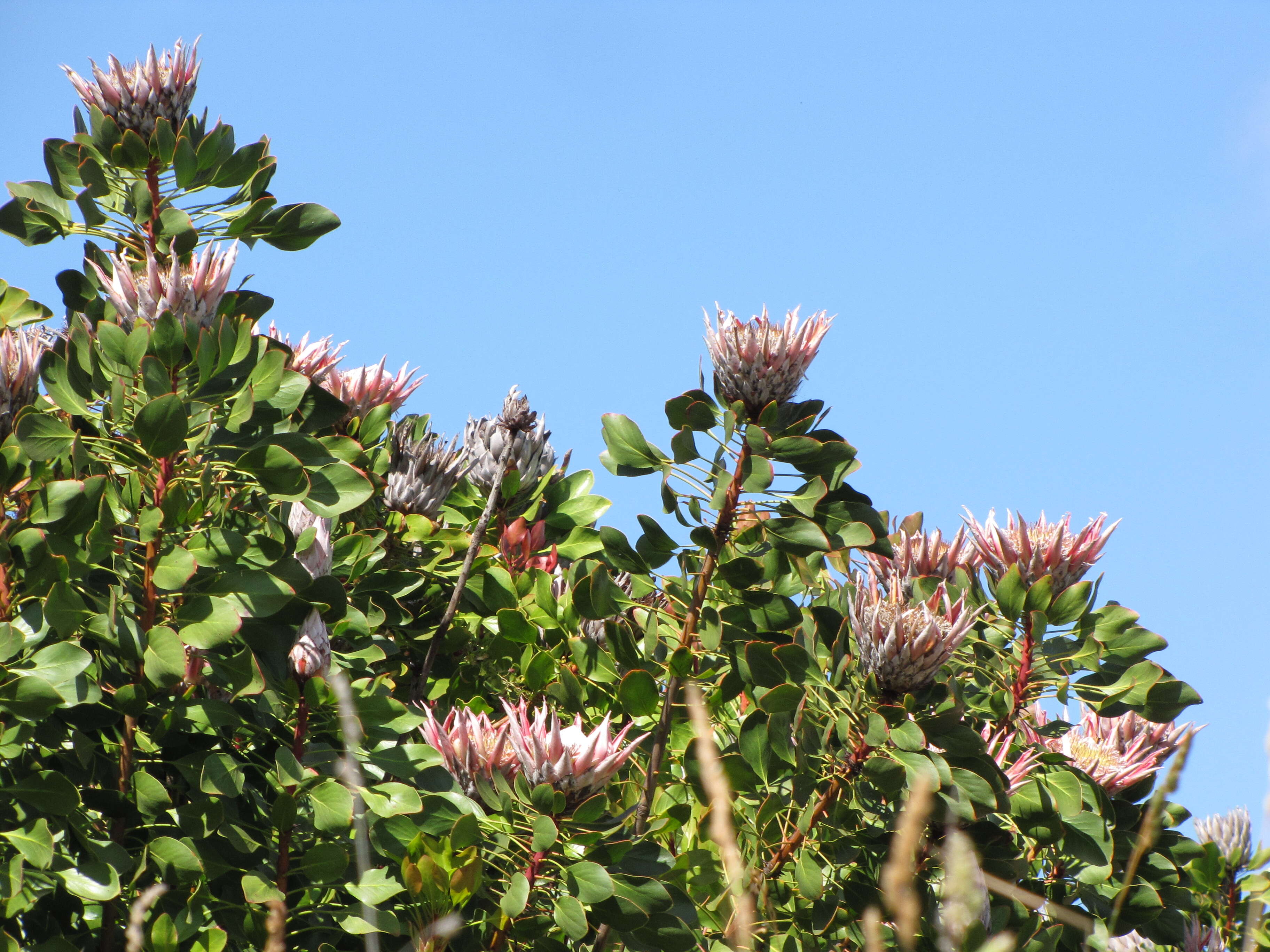 Imagem de Protea cynaroides (L.) L.