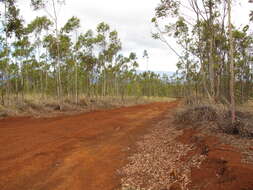 Image of lemonscented gum