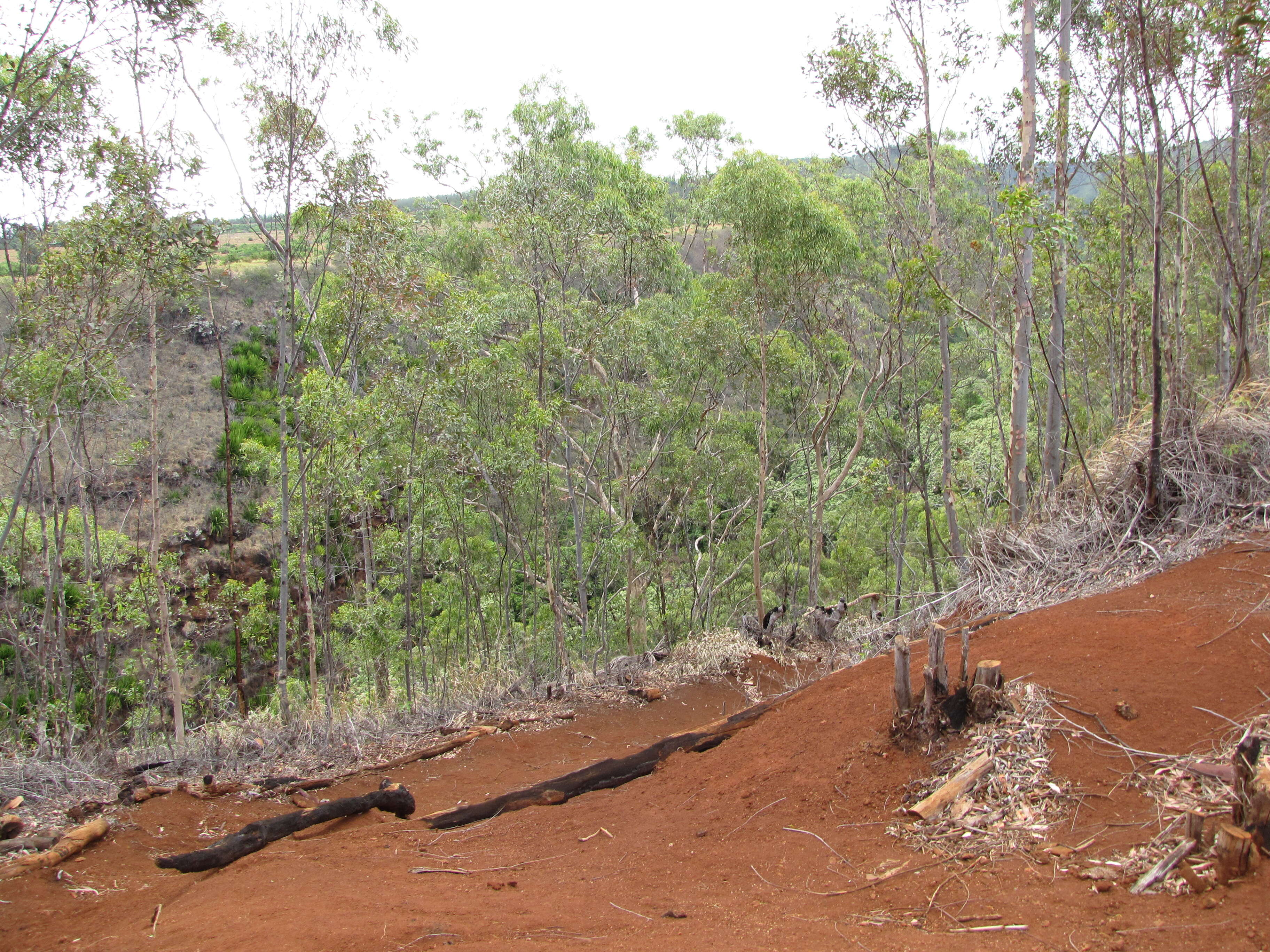 Image of lemonscented gum