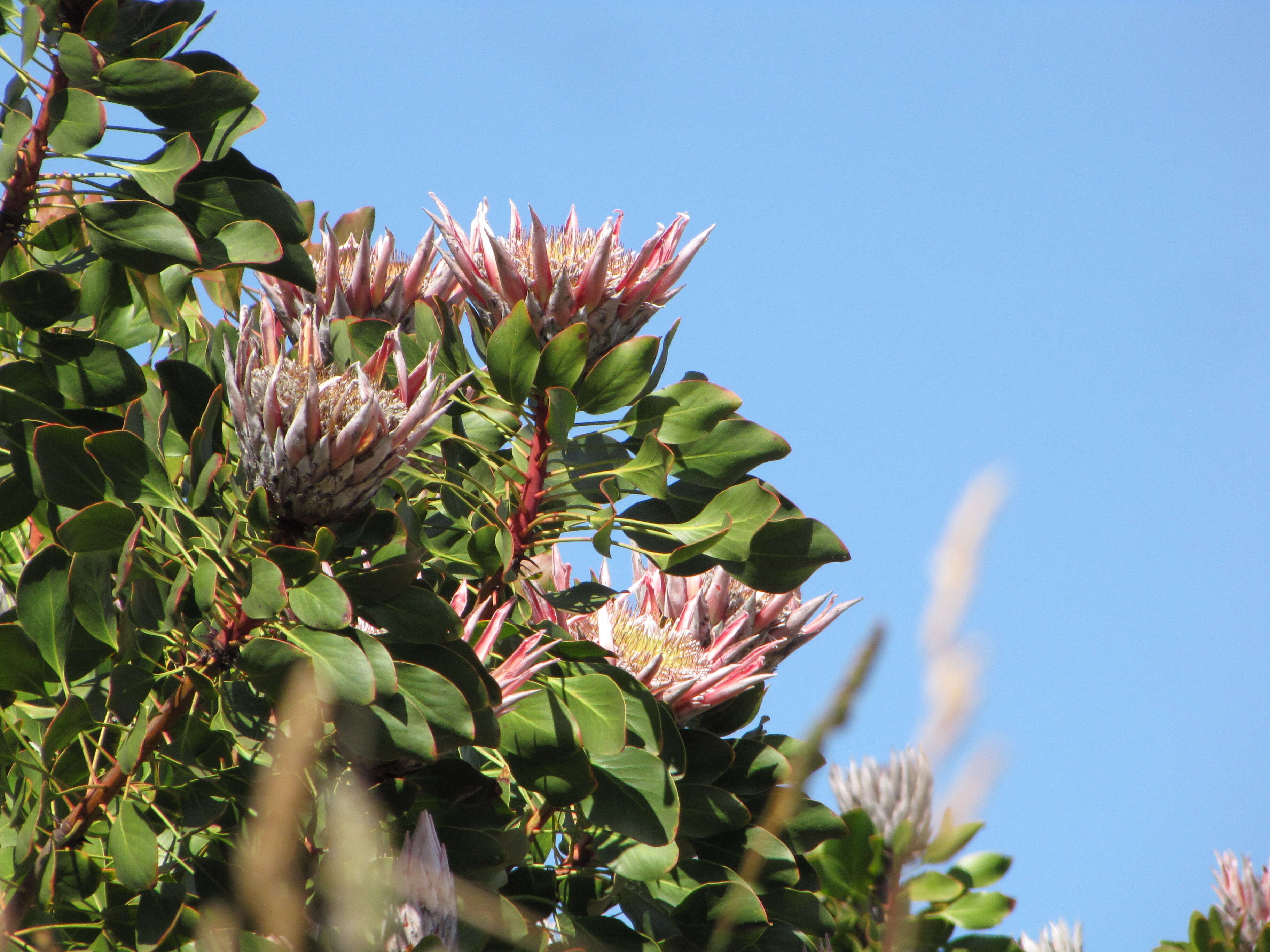 Imagem de Protea cynaroides (L.) L.