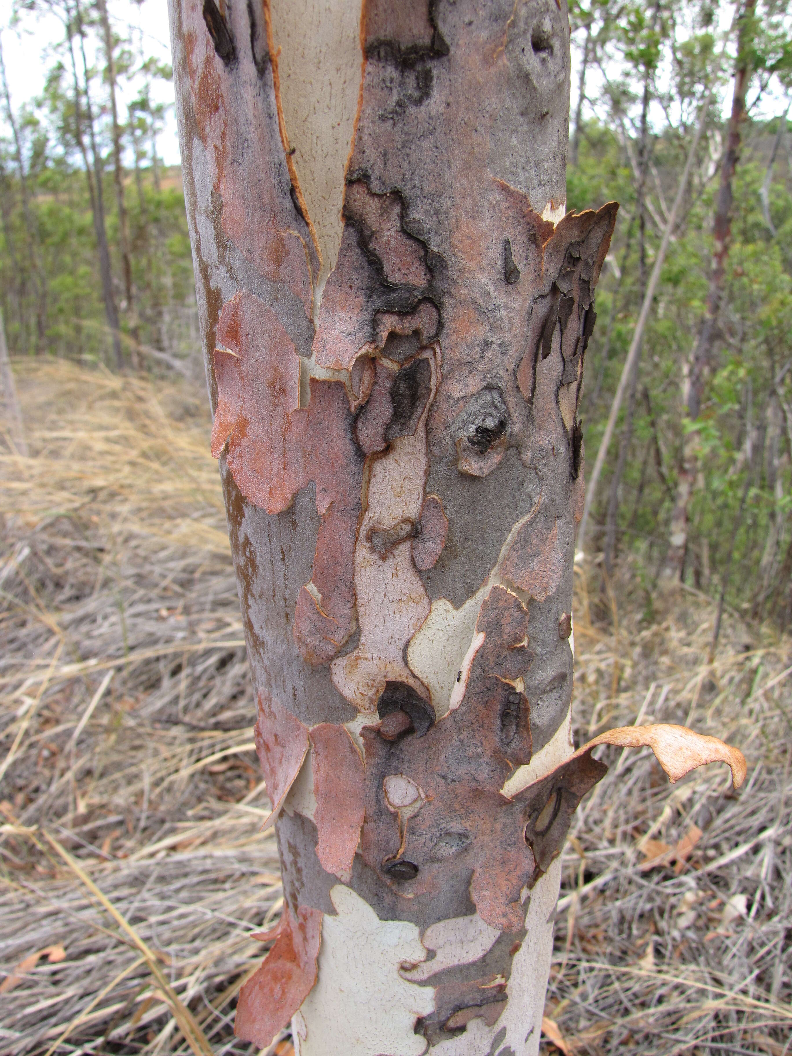 Image of lemonscented gum