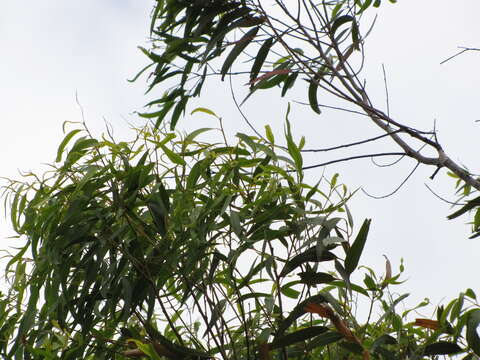 Image of lemonscented gum