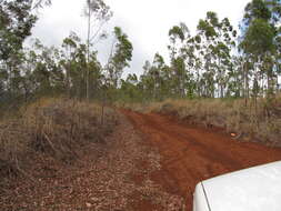 Image of lemonscented gum