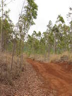 Image of lemonscented gum