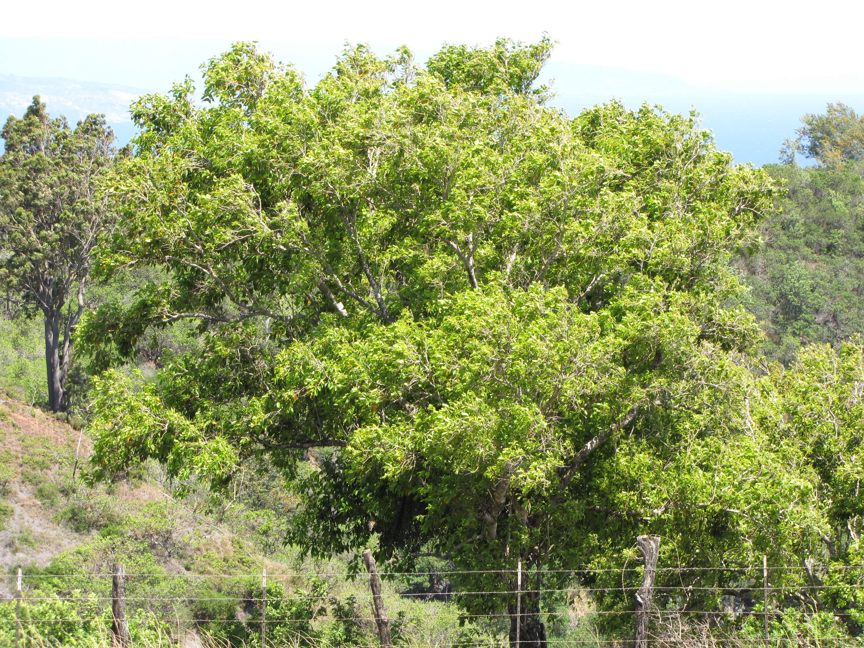 Image of Java plum