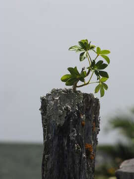 Image of Dwarf Umbrella Tree